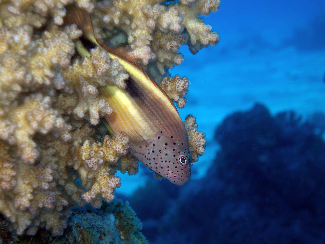 Paracirrhites forsteri (Pesce falco di Forster)